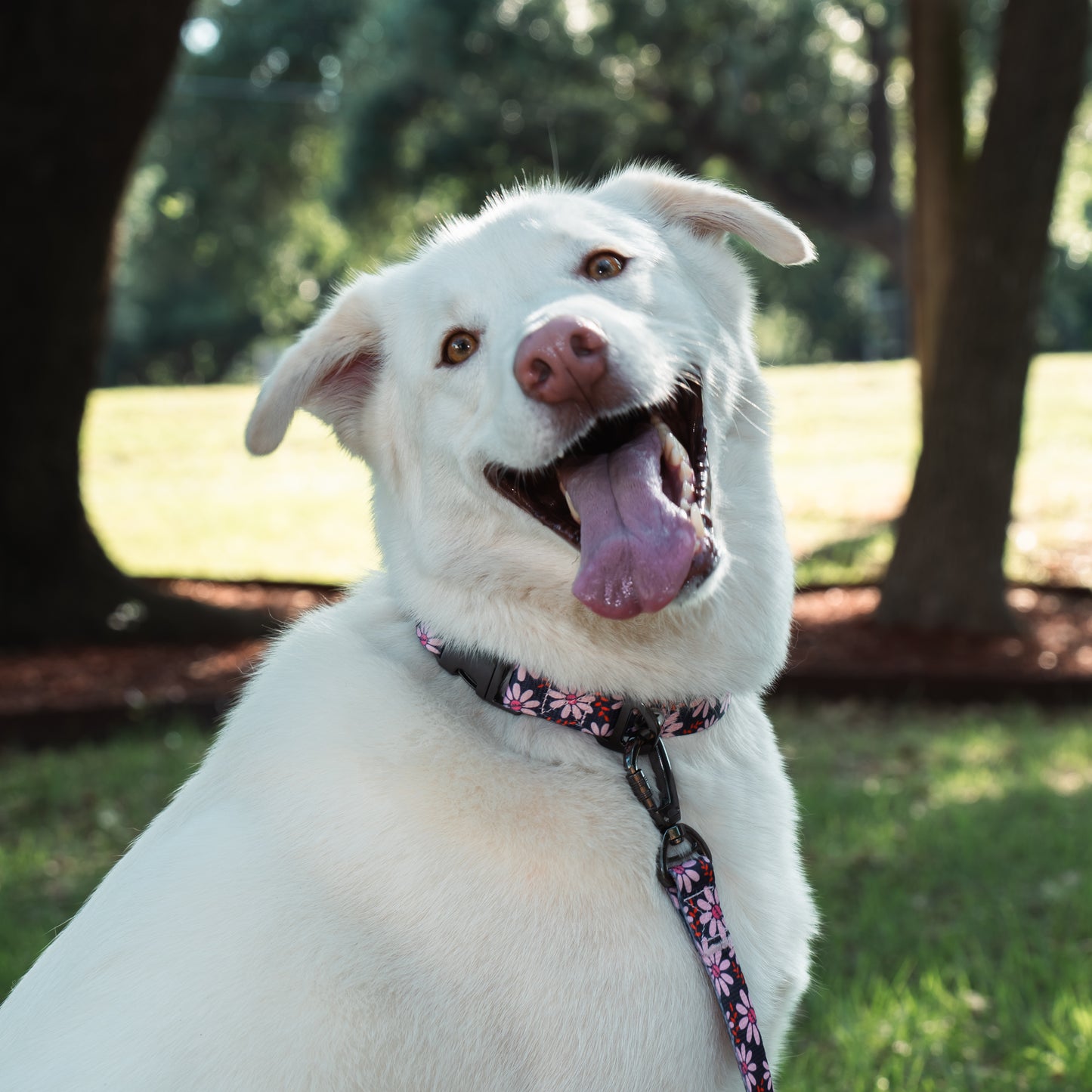 Lavender Lane Collar