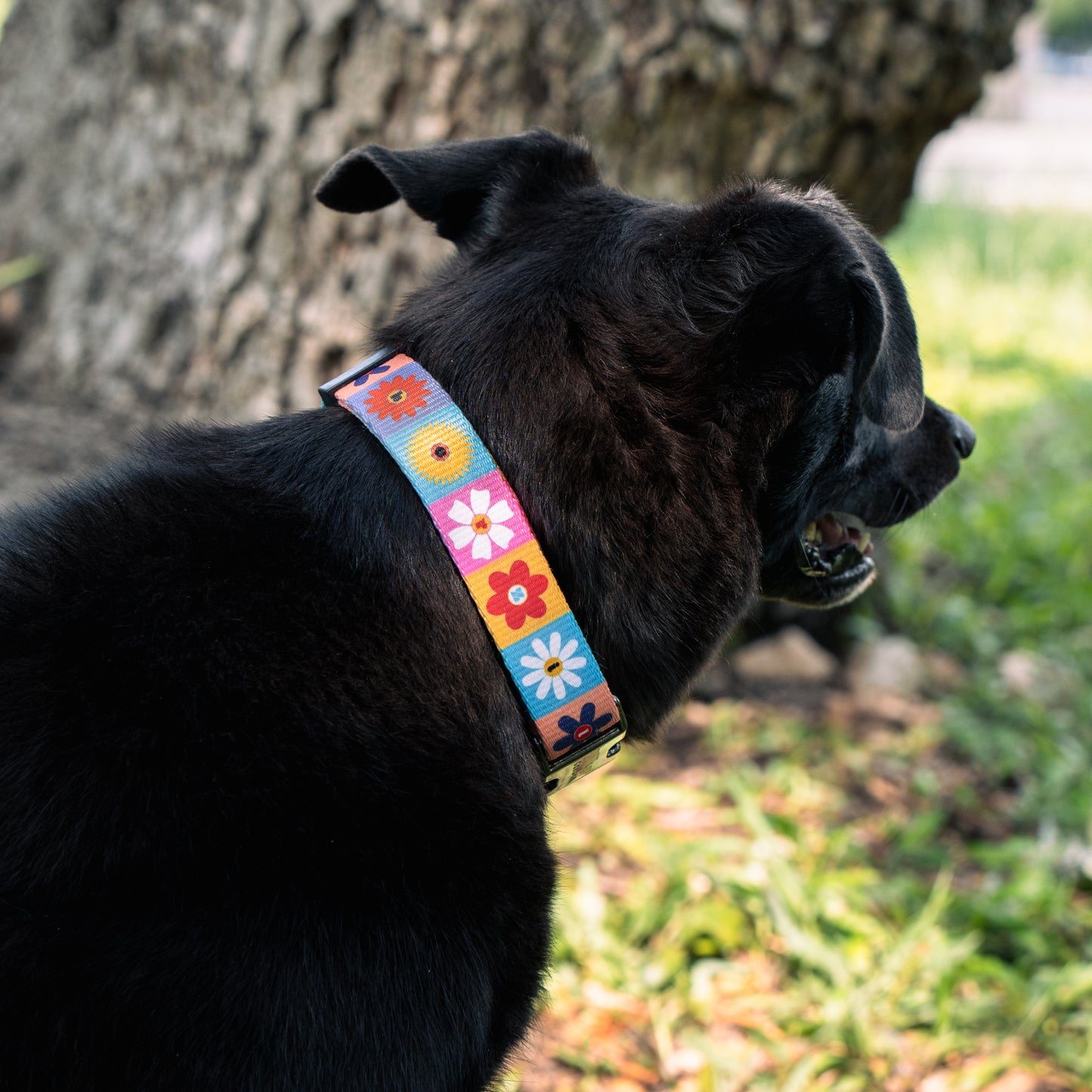 Floral Fusion Collar