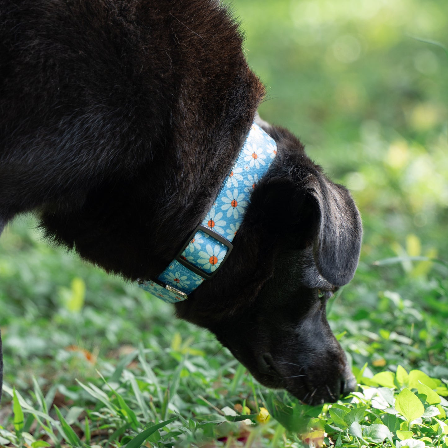 Daisy Bliss Collar