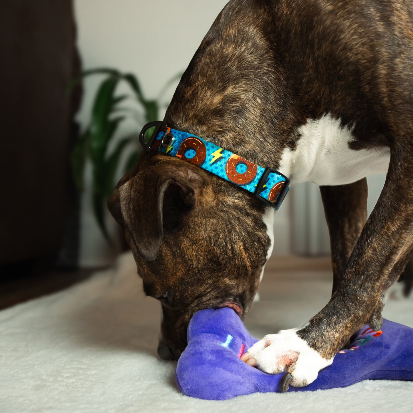 Frosted Frenzy Collar