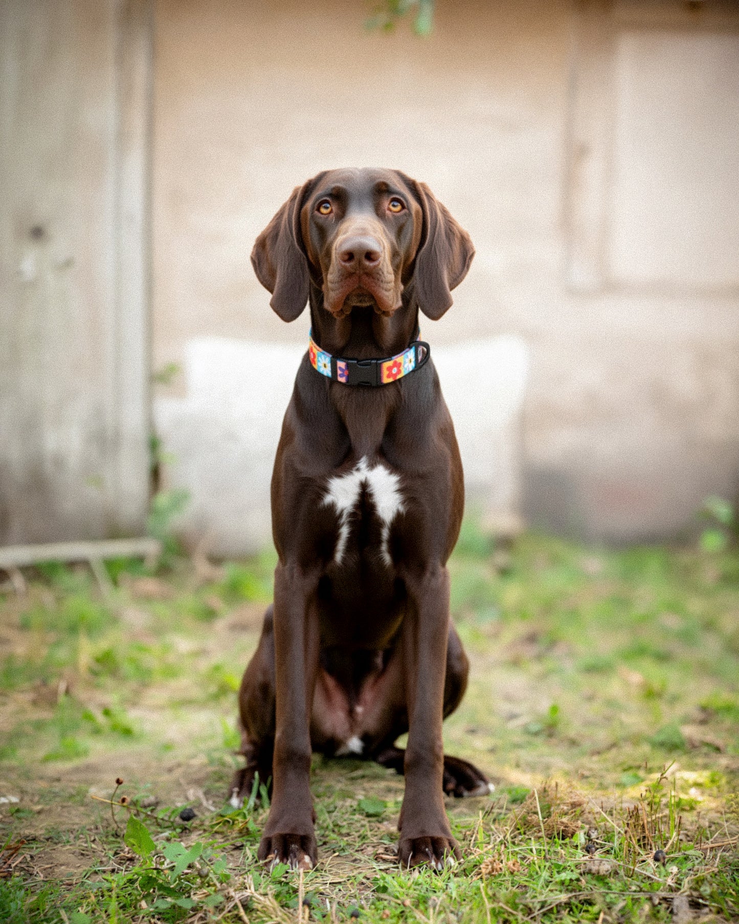 Floral Fusion Collar
