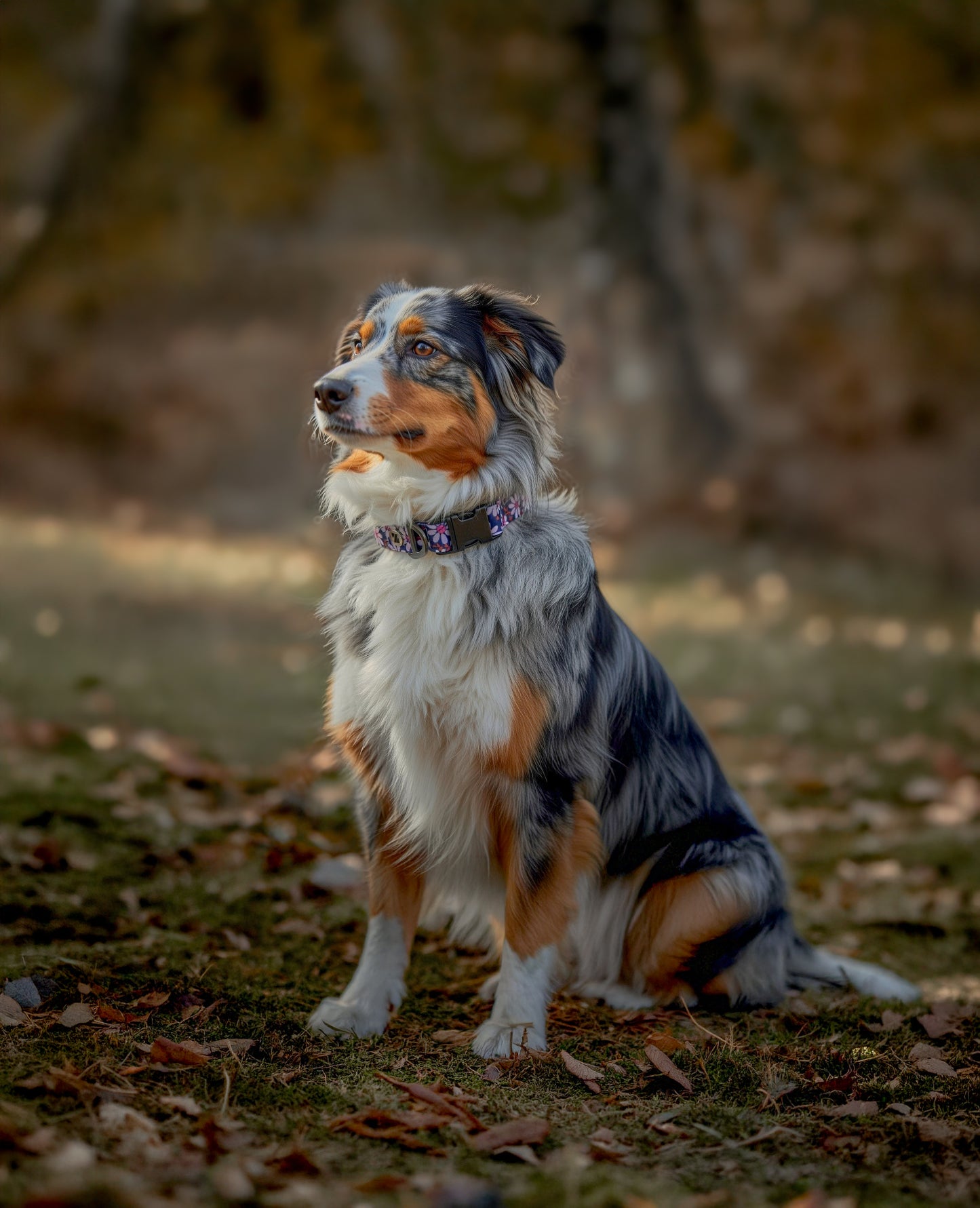 Lavender Lane Collar