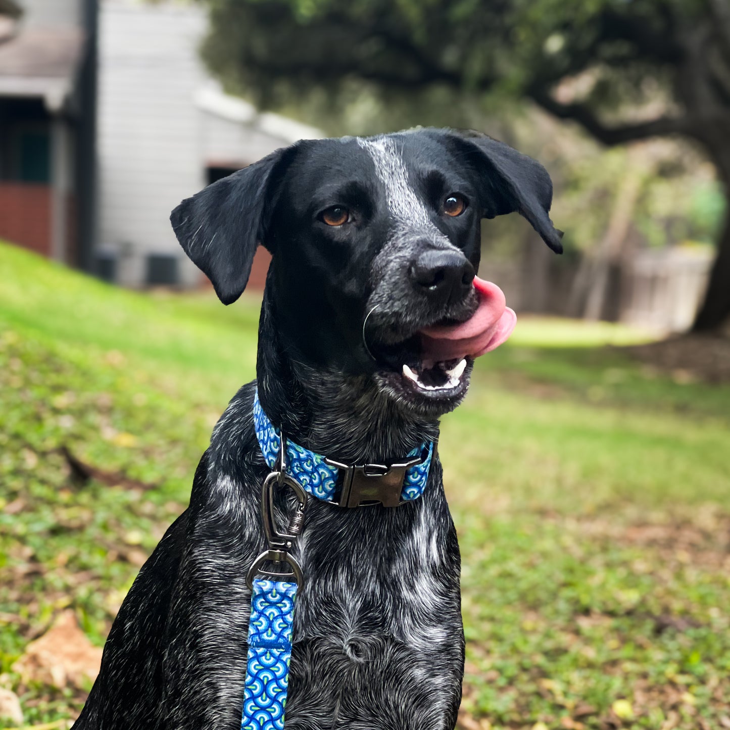 Dream Weave Collar