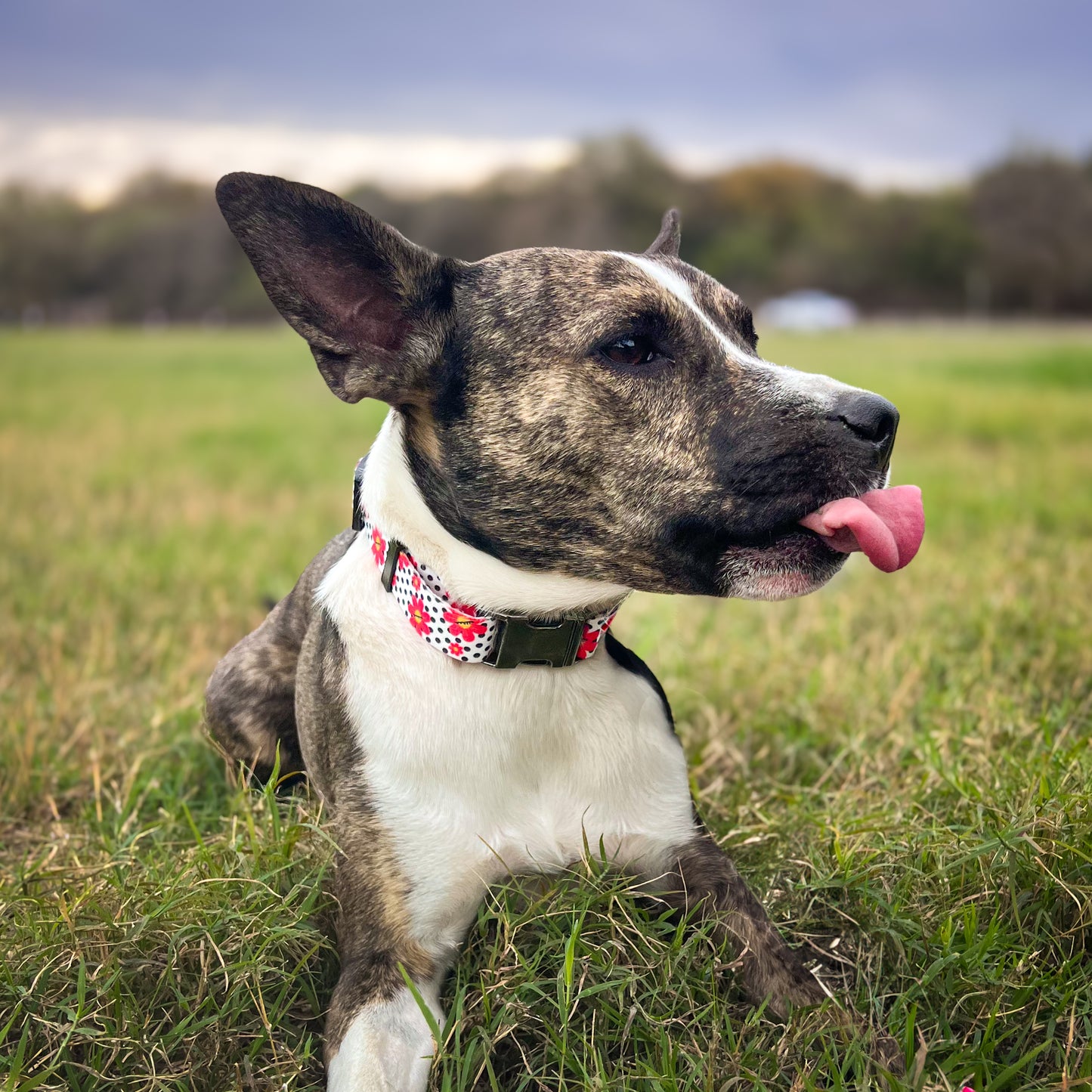 Dotted Bloom Collar