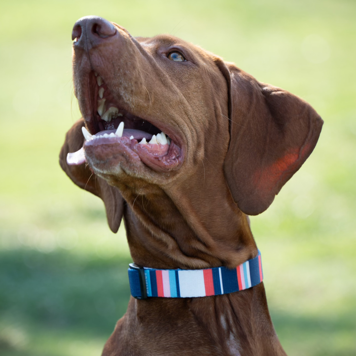 Linear Blue Collar